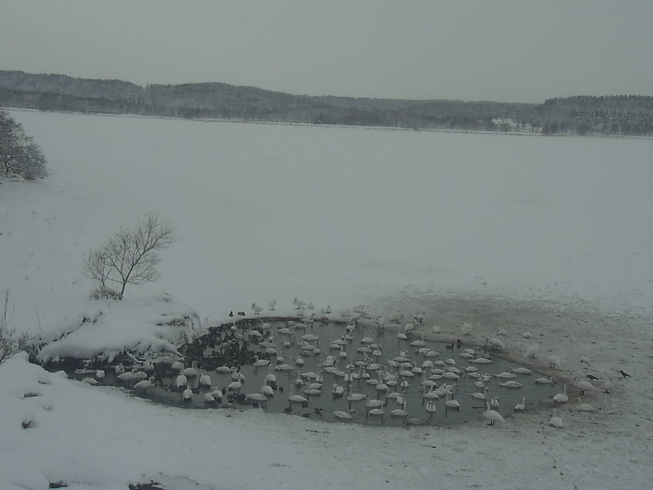 Swans in Lake Kutcharoko