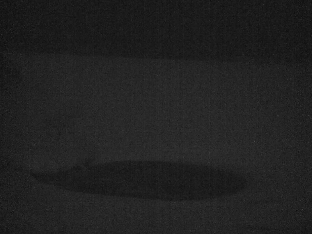 クッチャロ湖のハクチョウ