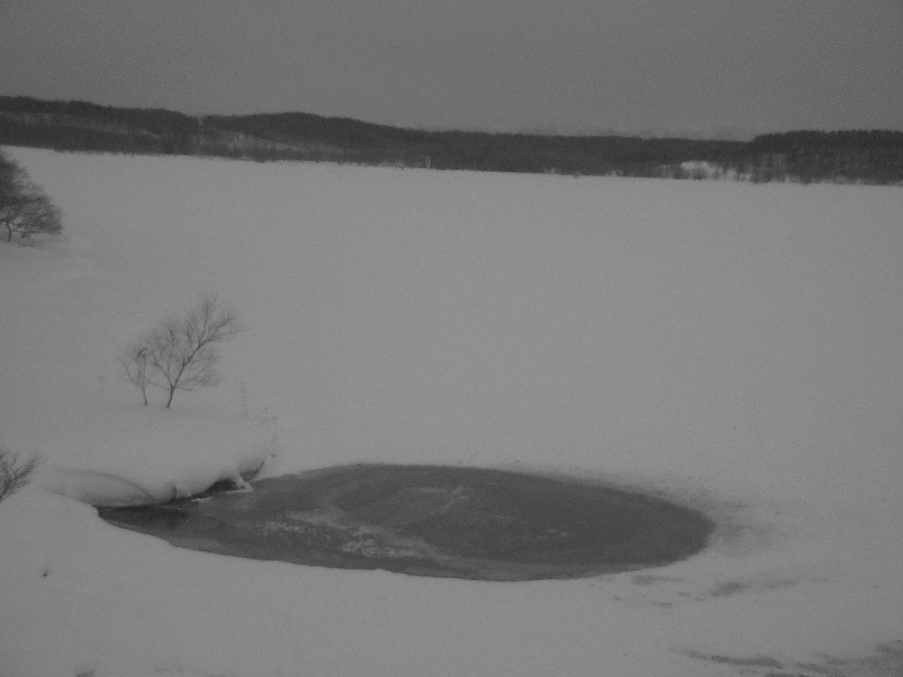 クッチャロ湖のハクチョウ