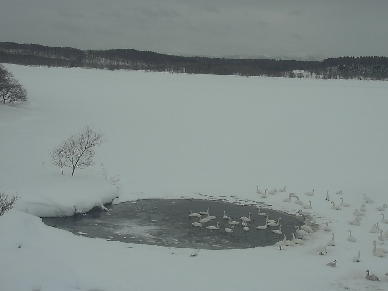 クッチャロ湖のハクチョウ