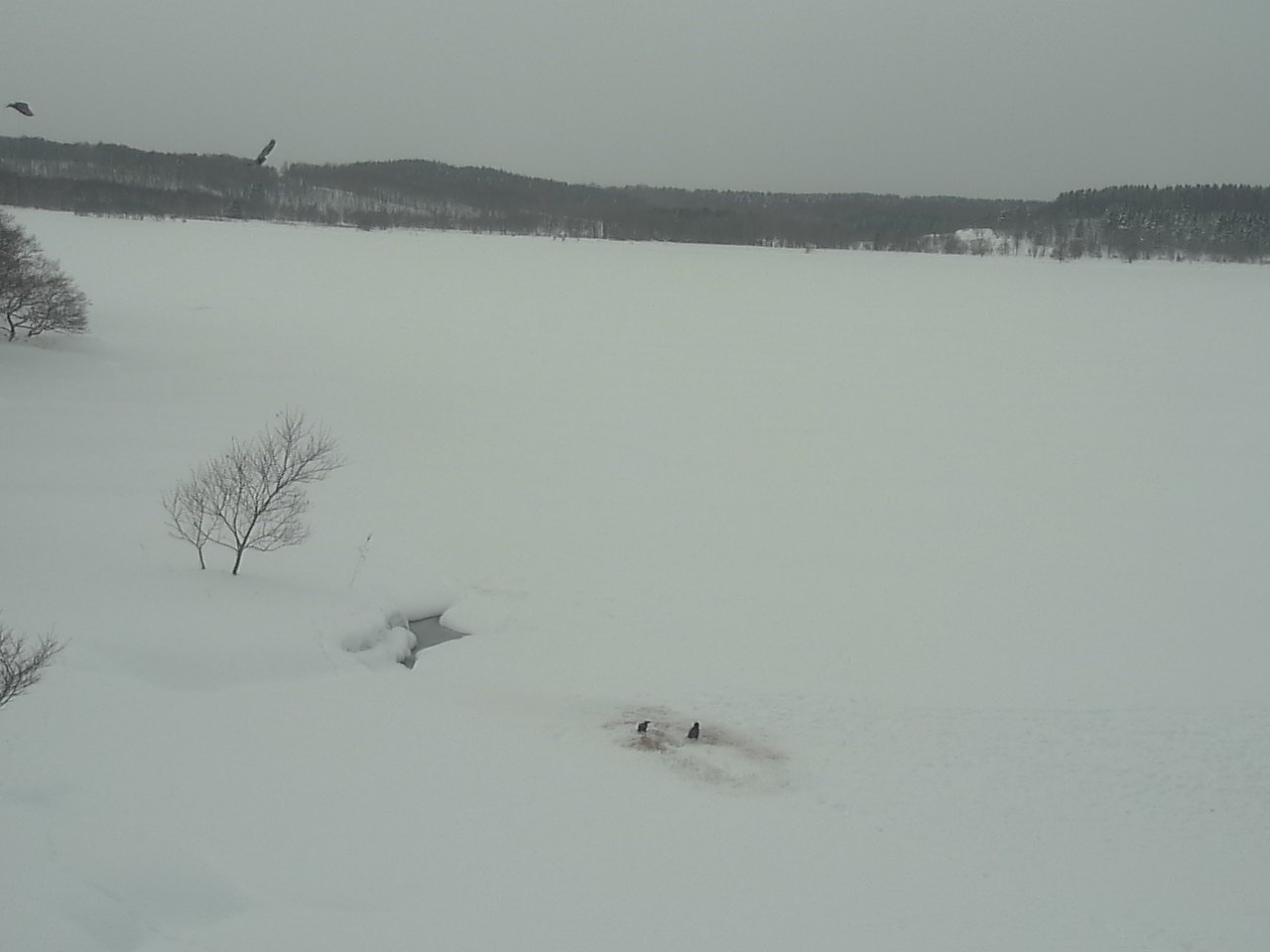 クッチャロ湖のハクチョウ