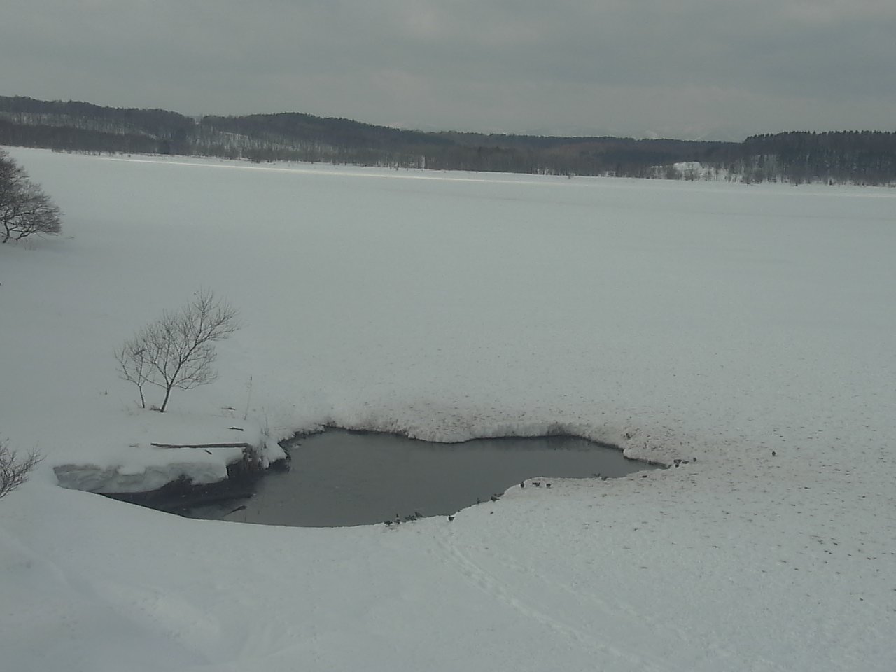 クッチャロ湖のハクチョウ