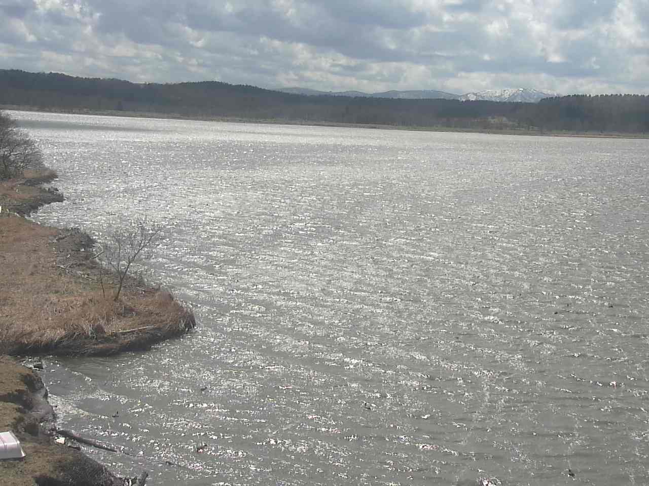 Swans in Lake Kutcharoko