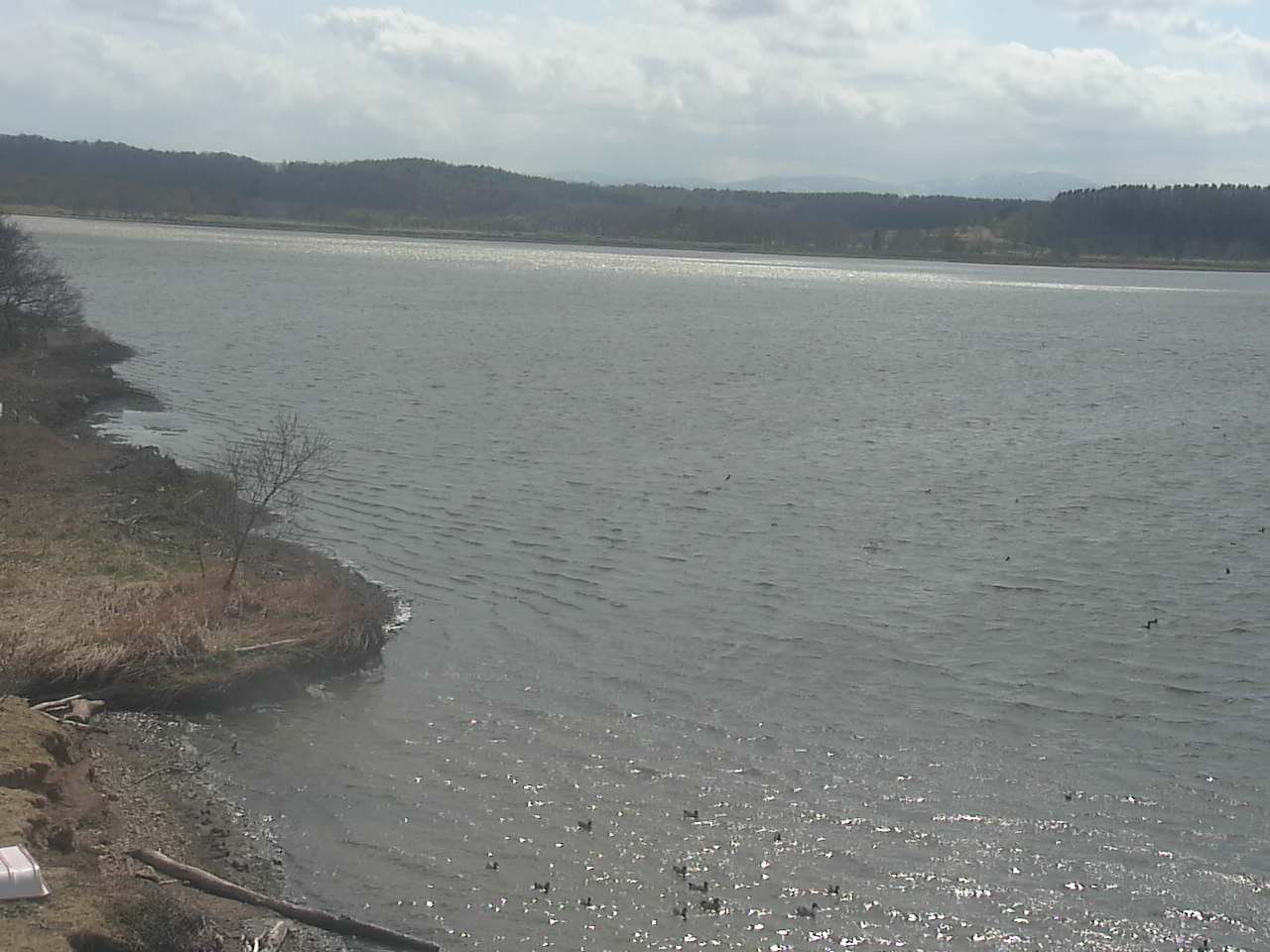 クッチャロ湖のハクチョウ