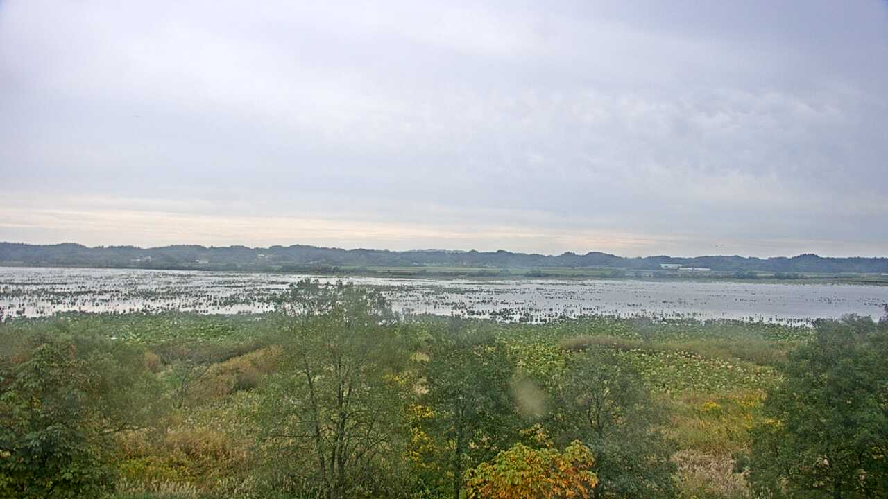 Waterfowls in Pond Izunuma
