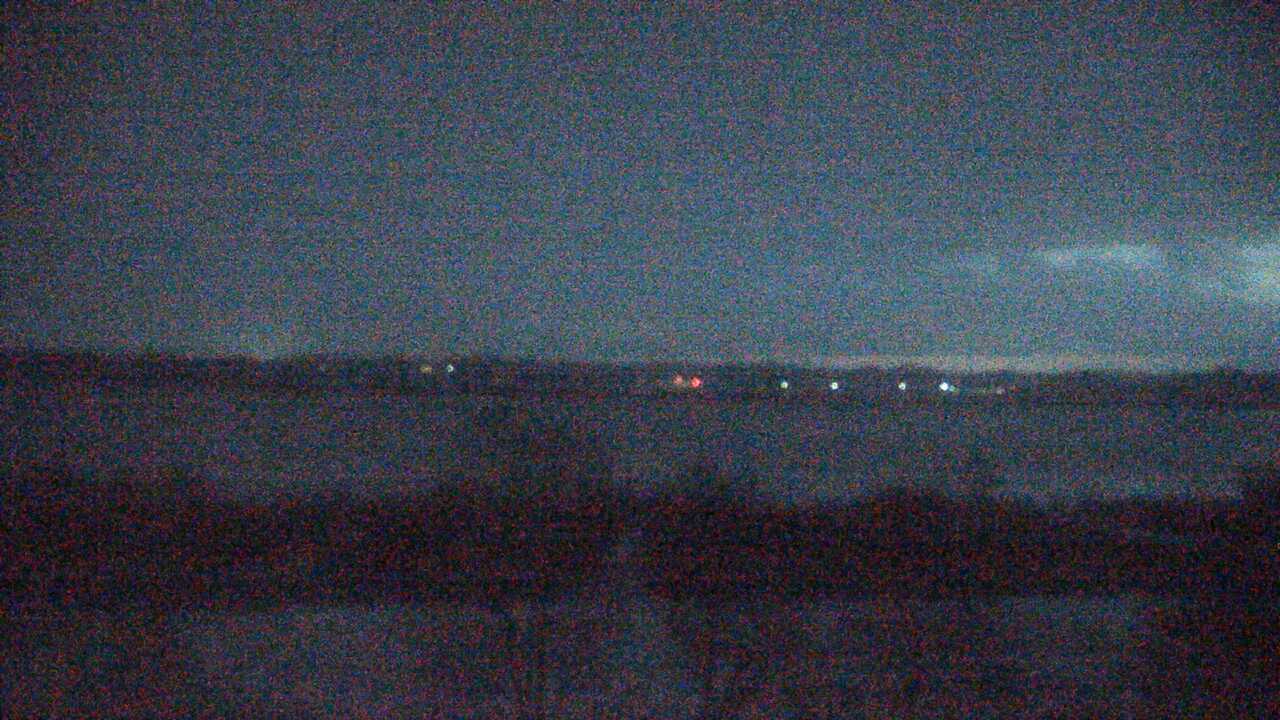 Waterfowls in Pond Izunuma