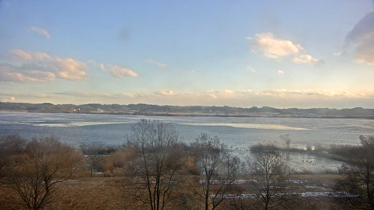 伊豆沼のガンカモ類