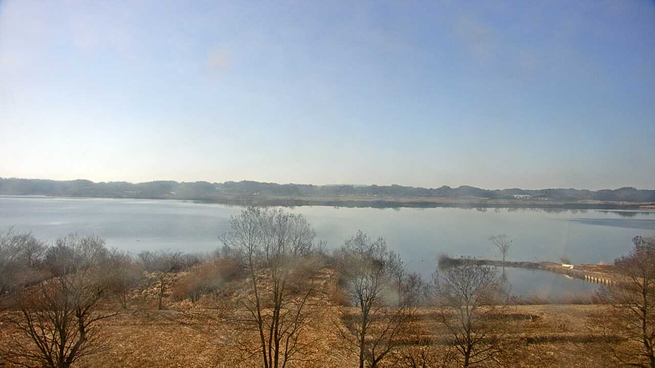 伊豆沼のガンカモ類