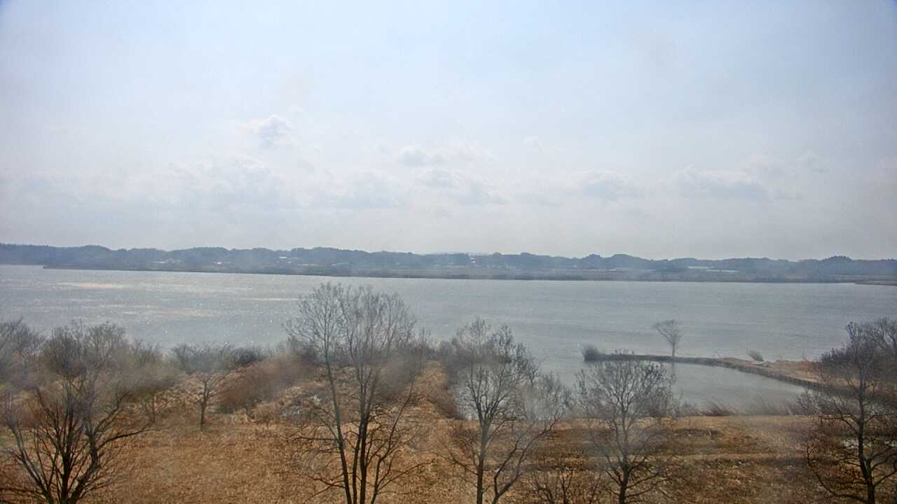 Waterfowls in Pond Izunuma