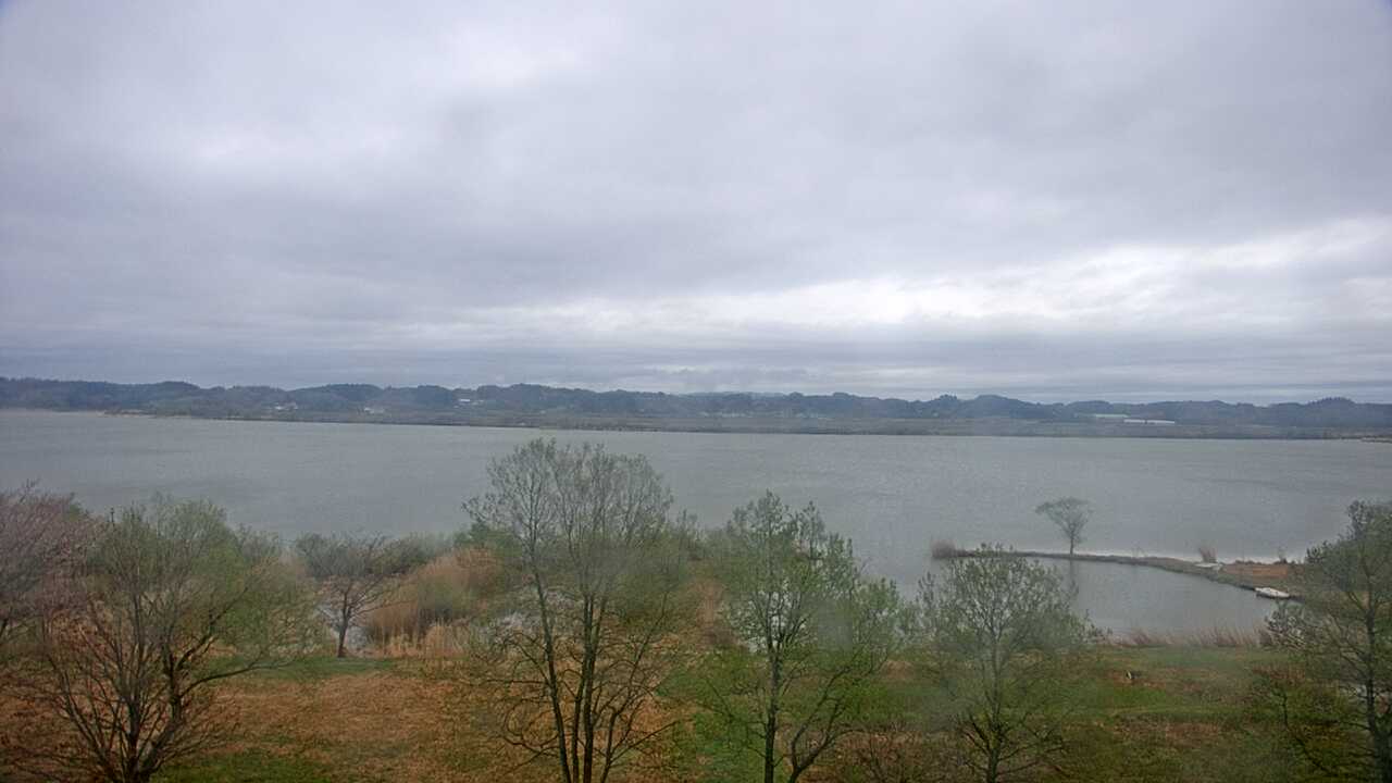 伊豆沼のガンカモ類