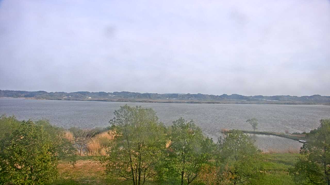 伊豆沼のガンカモ類