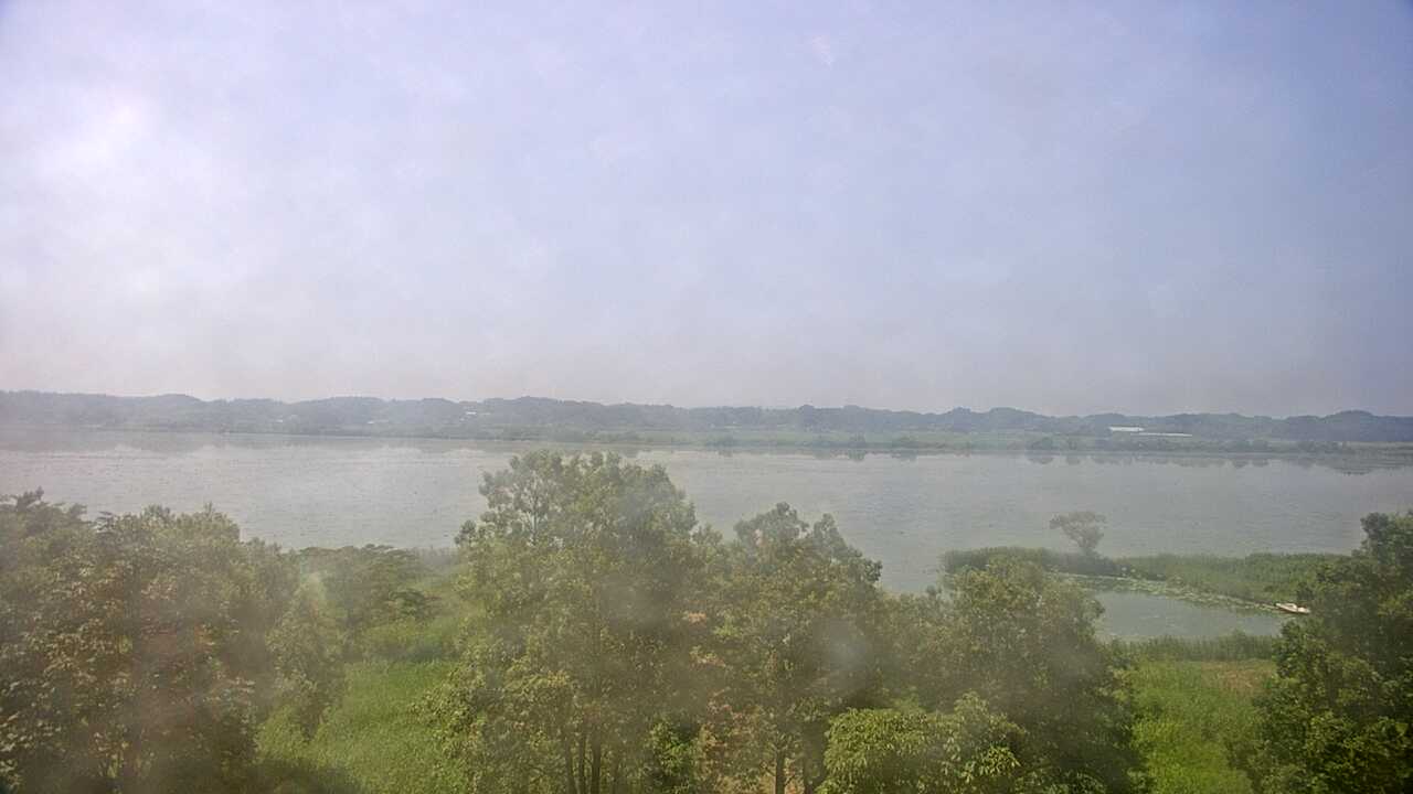 Waterfowls in Pond Izunuma