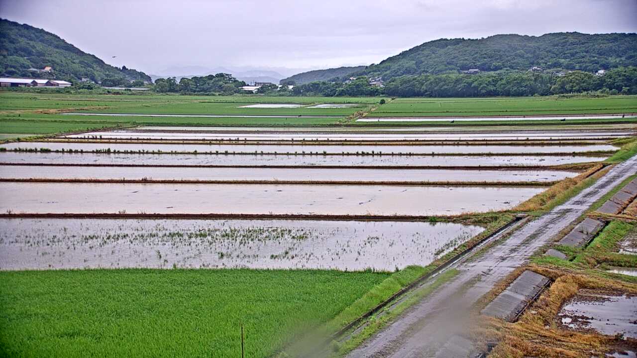 Cranes in the Izumi Plains