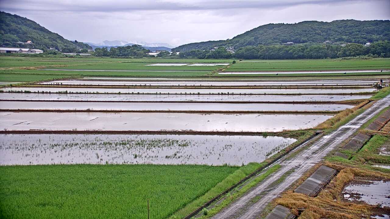 出水平野のツル