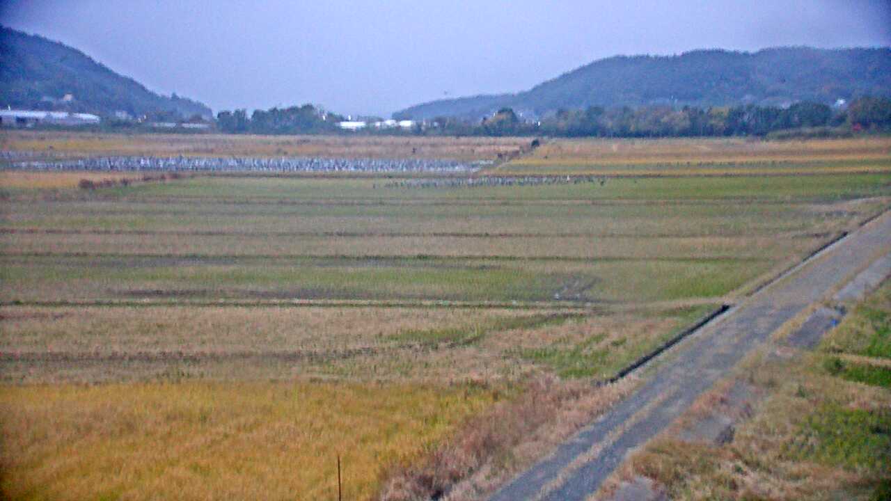 出水平野のツル