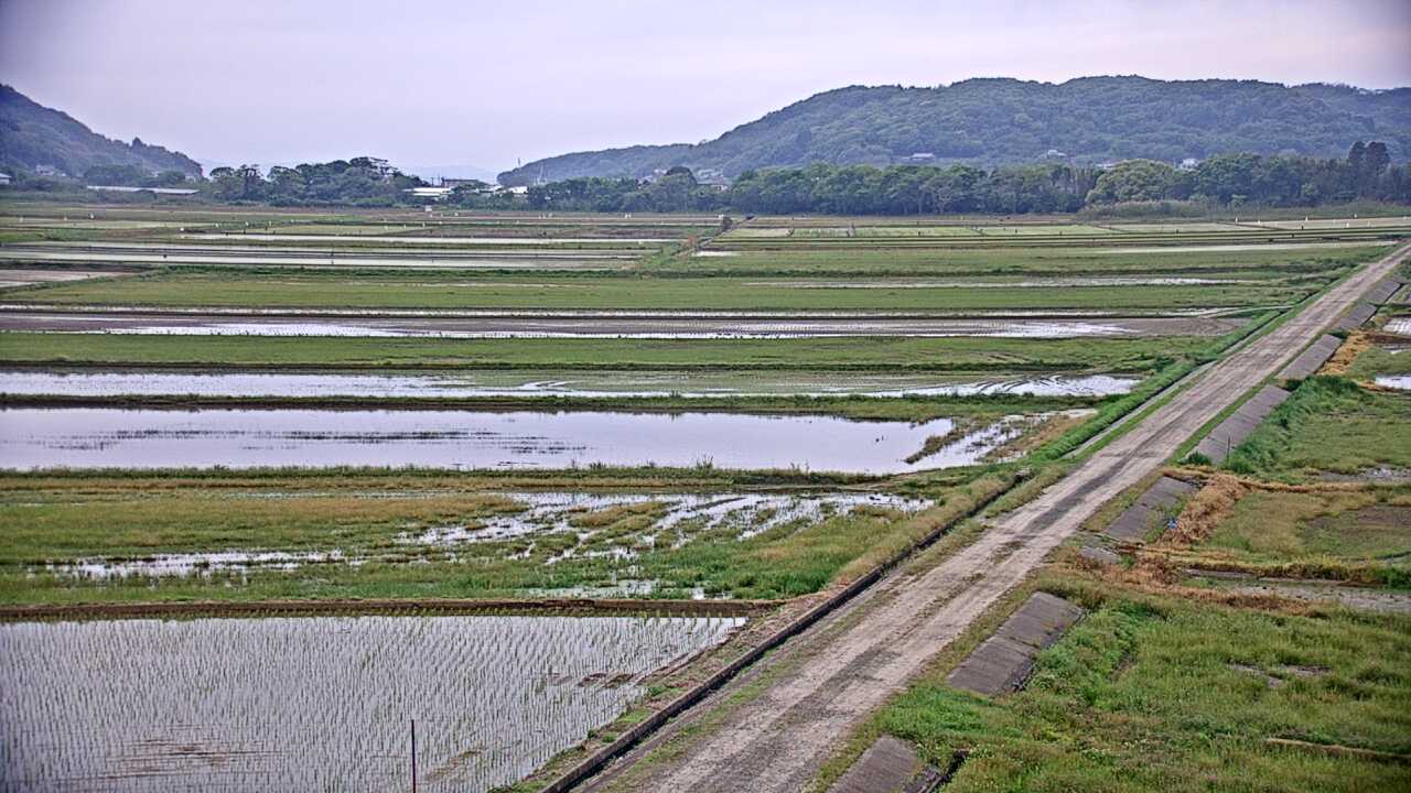 Cranes in the Izumi Plains
