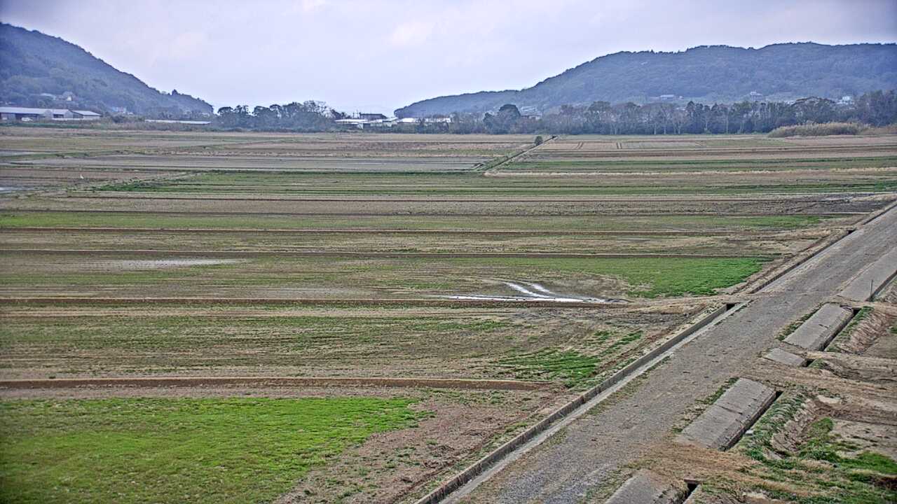 Cranes in the Izumi Plains