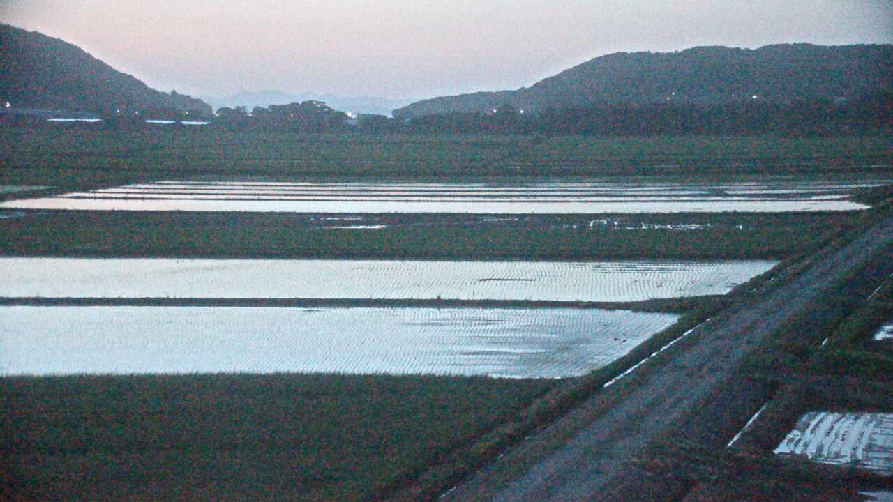 出水平野のツル