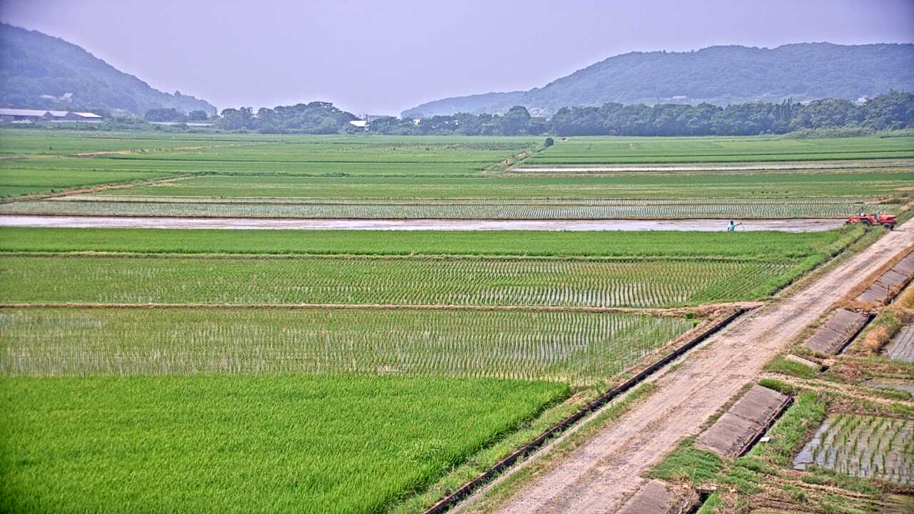 出水平野のツル