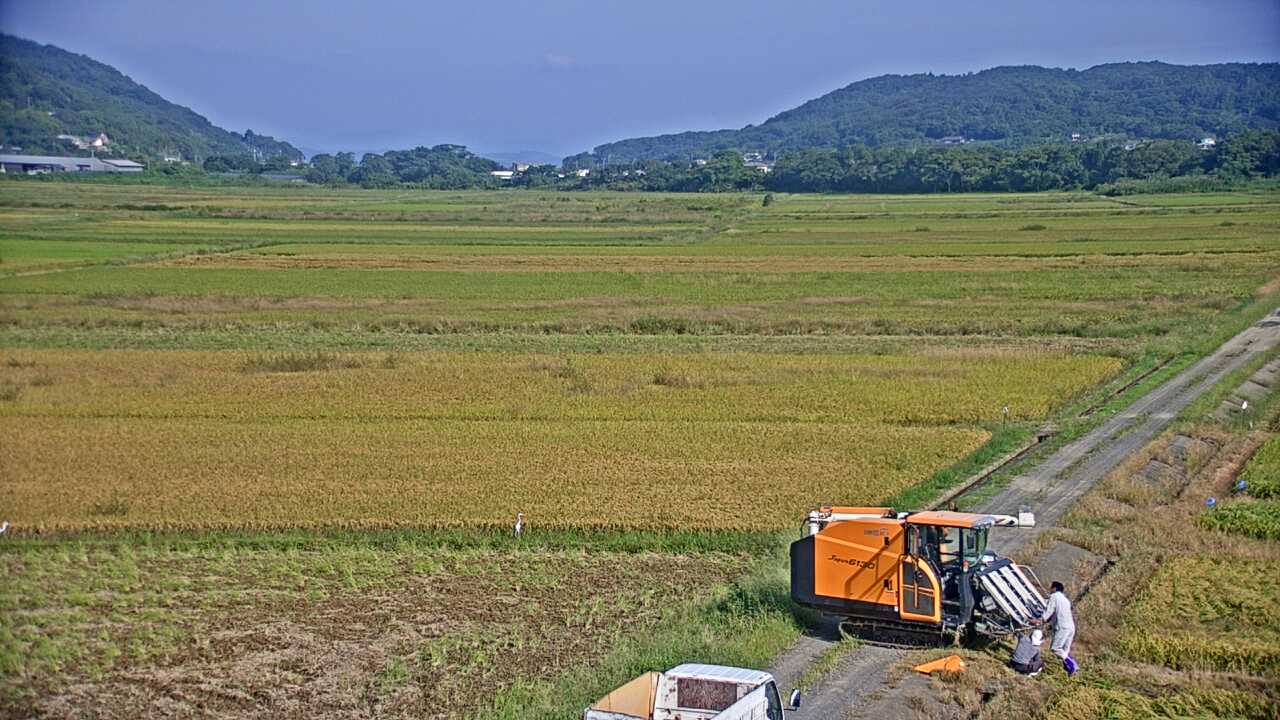 出水平野のツル