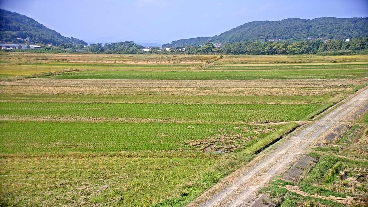 出水平野のツル