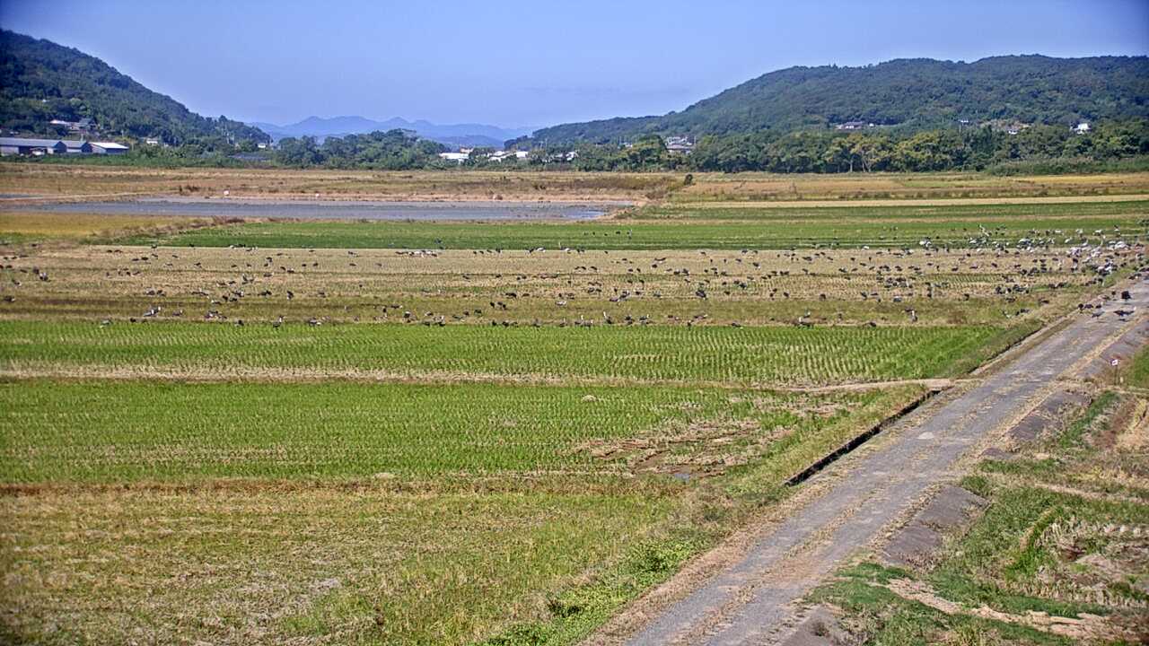 Cranes in the Izumi Plains