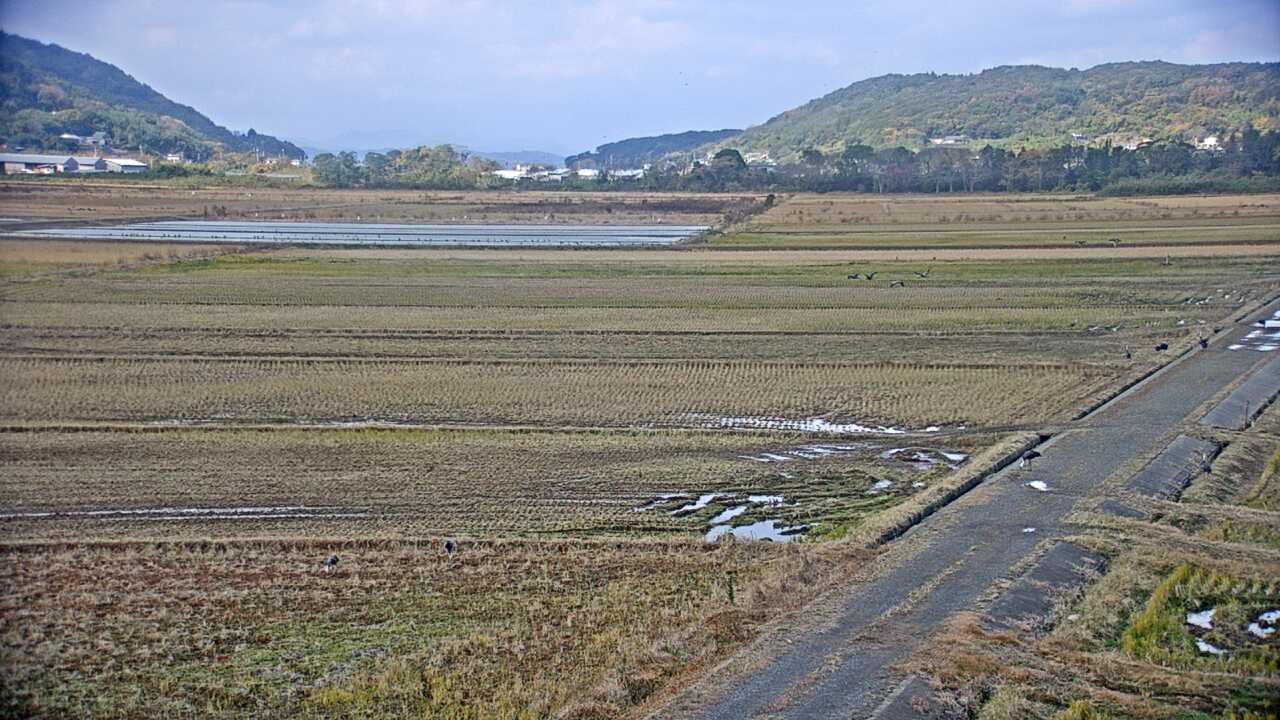出水平野のツル