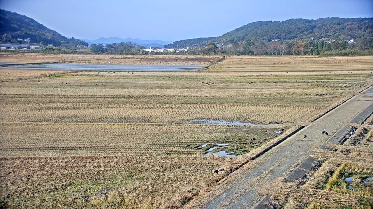 Cranes in the Izumi Plains