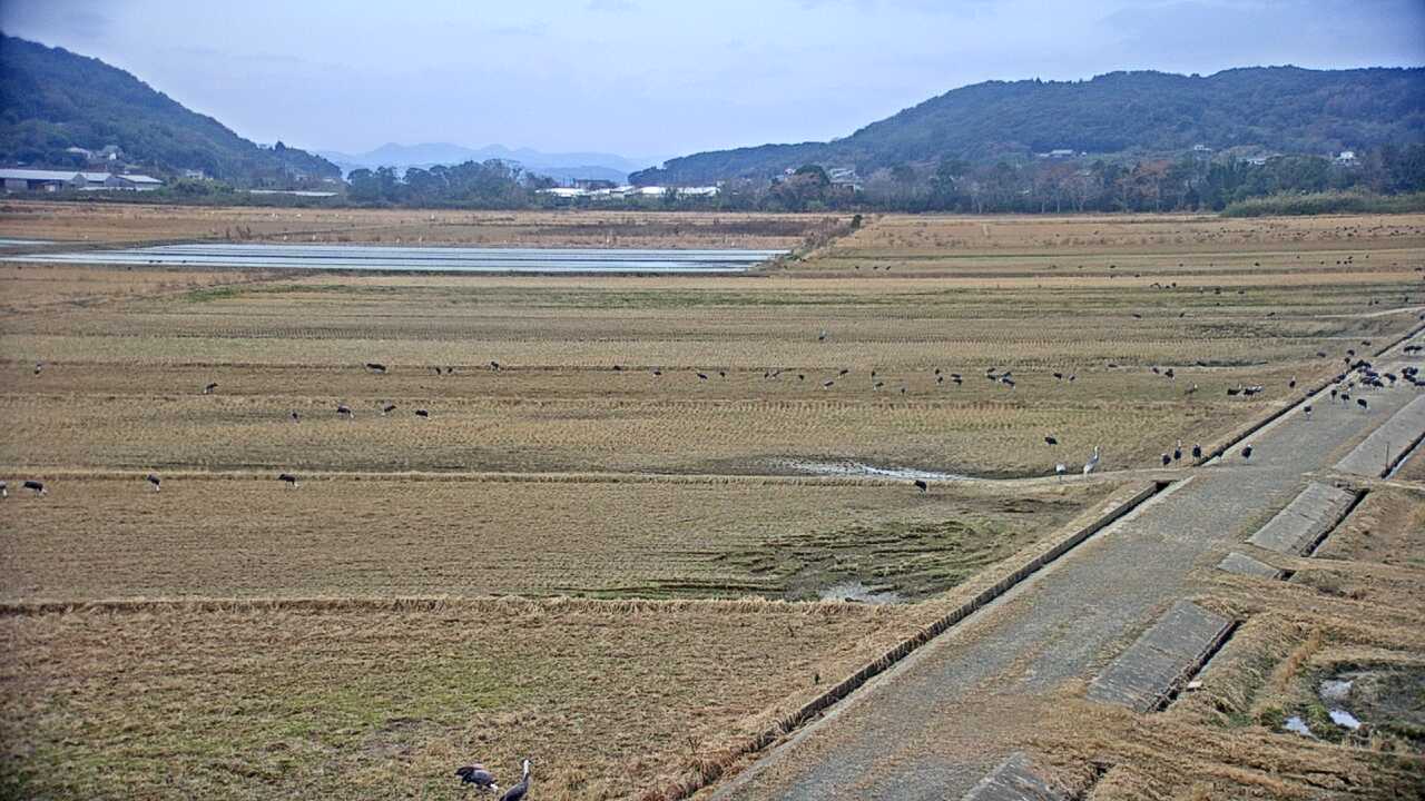 出水平野のツル