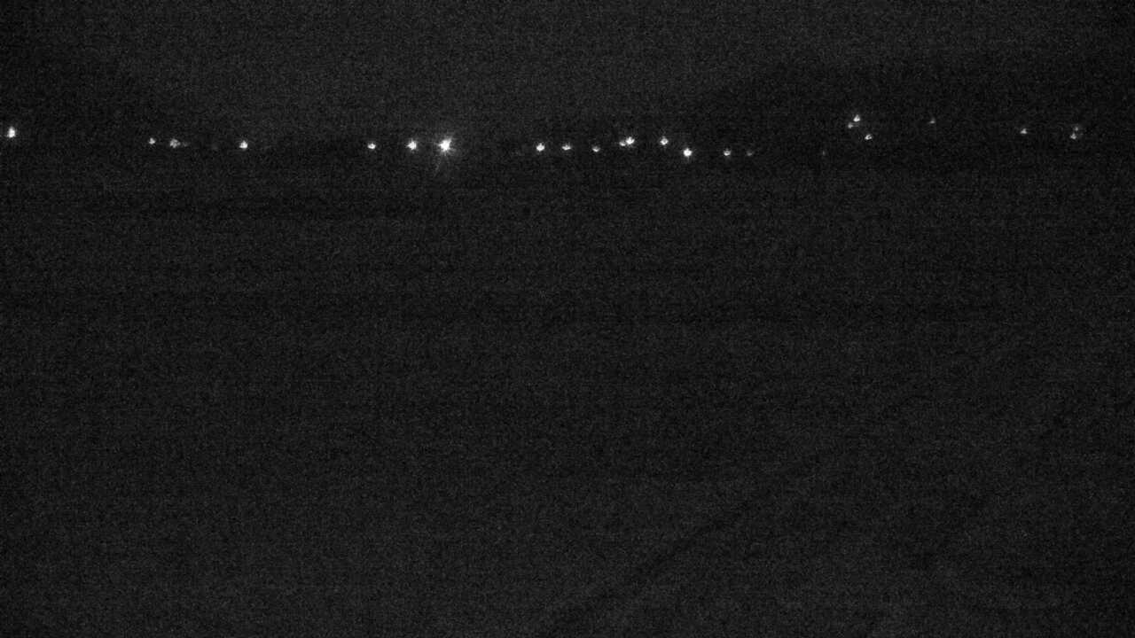 出水平野のツル