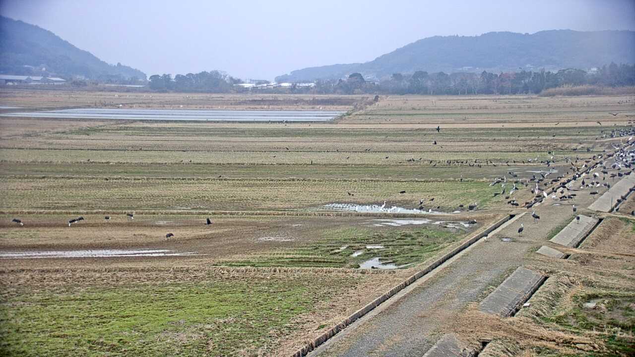 出水平野のツル