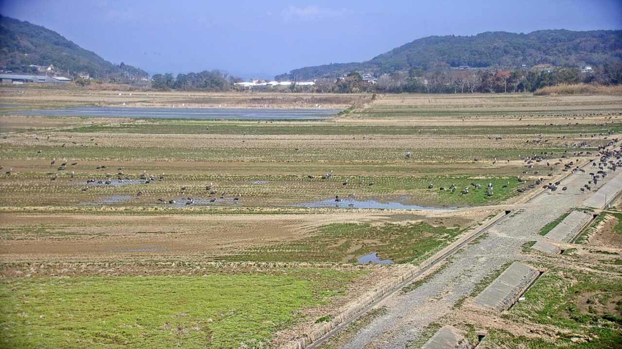 出水平野のツル