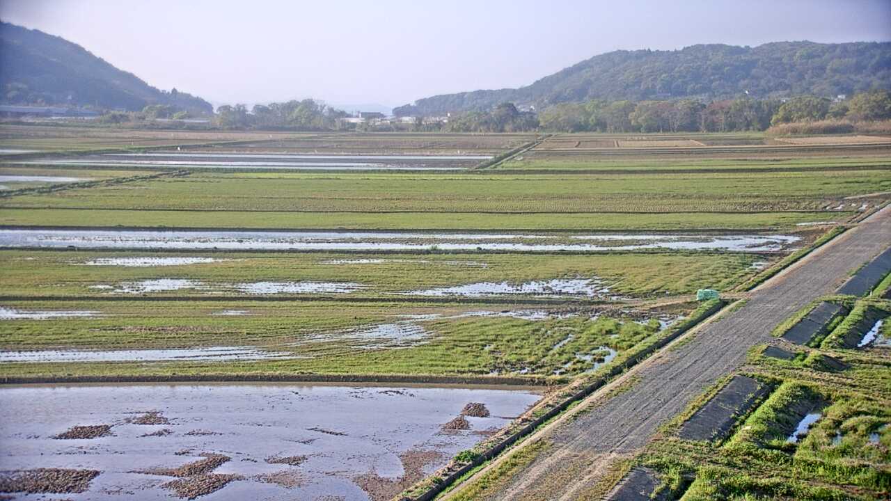出水平野のツル
