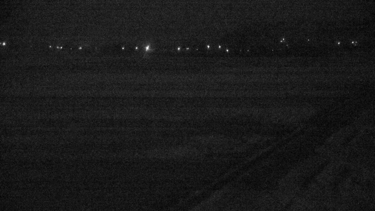 出水平野のツル