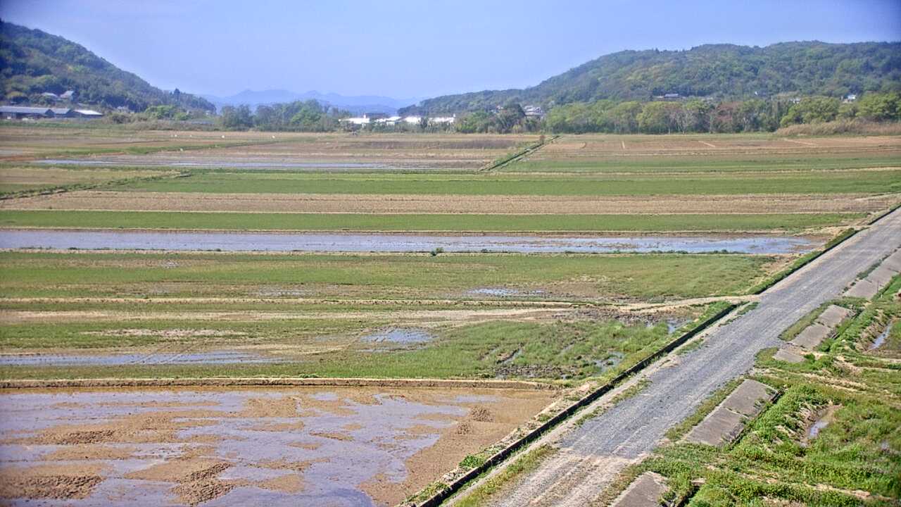 Cranes in the Izumi Plains