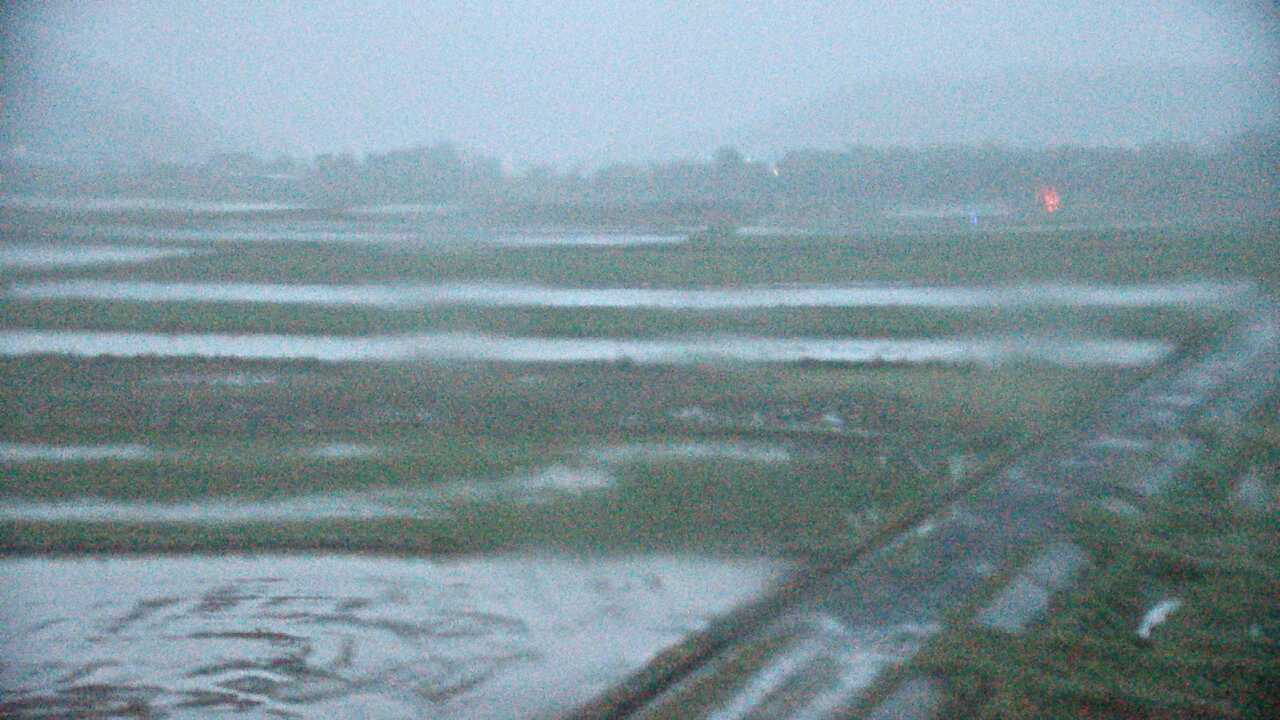 Cranes in the Izumi Plains