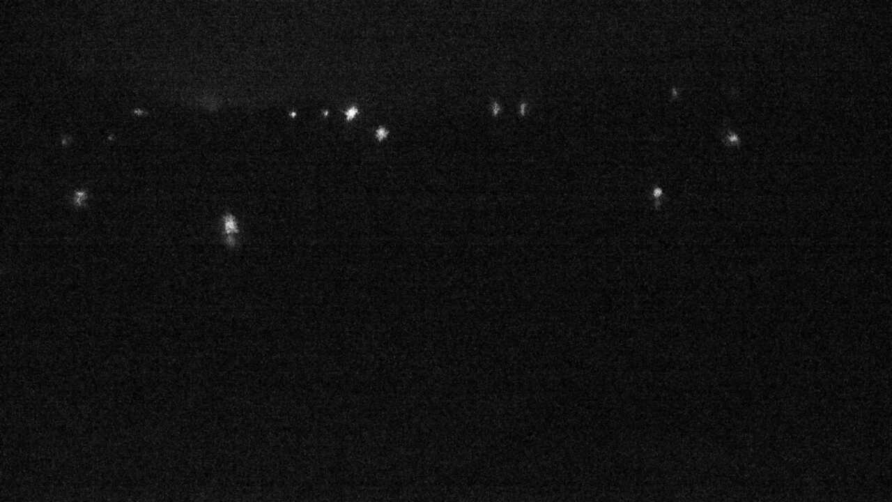 出水平野のツル