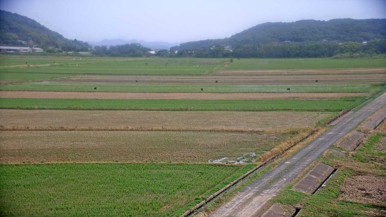 Cranes in the Izumi Plains