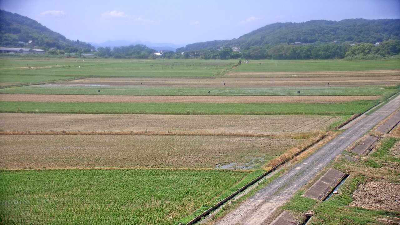 出水平野のツル