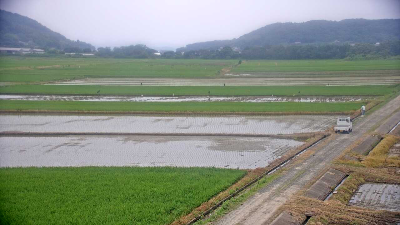 出水平野のツル