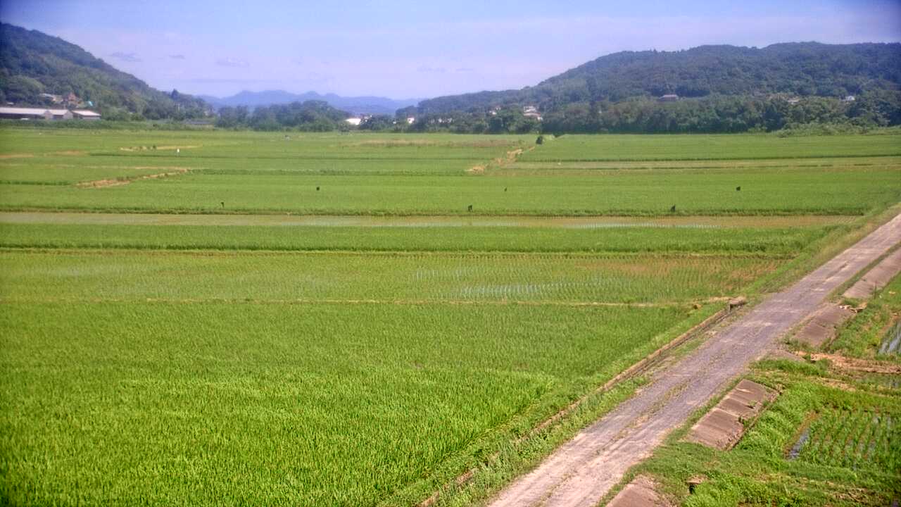 Cranes in the Izumi Plains