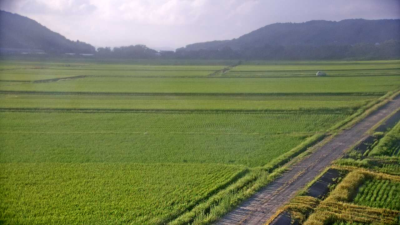 出水平野のツル
