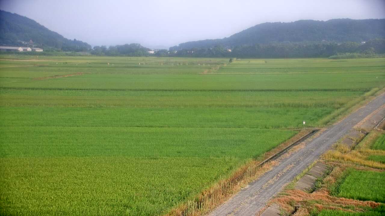 出水平野のツル