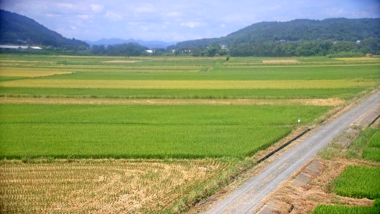 Cranes in the Izumi Plains
