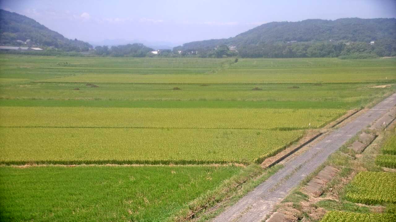 出水平野のツル