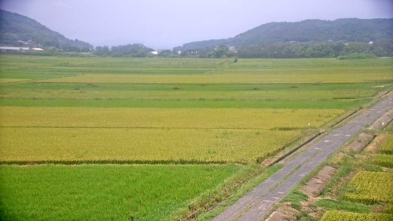 出水平野のツル