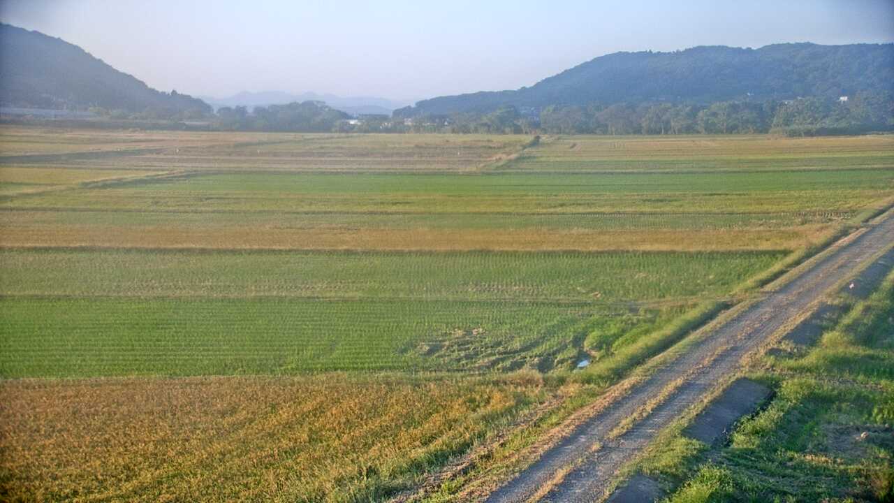 出水平野のツル
